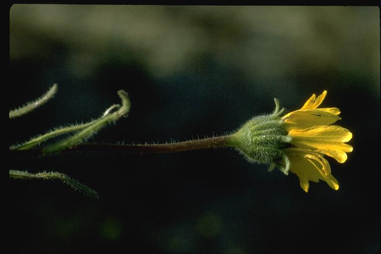 Layia glandulosa ssp. lutea