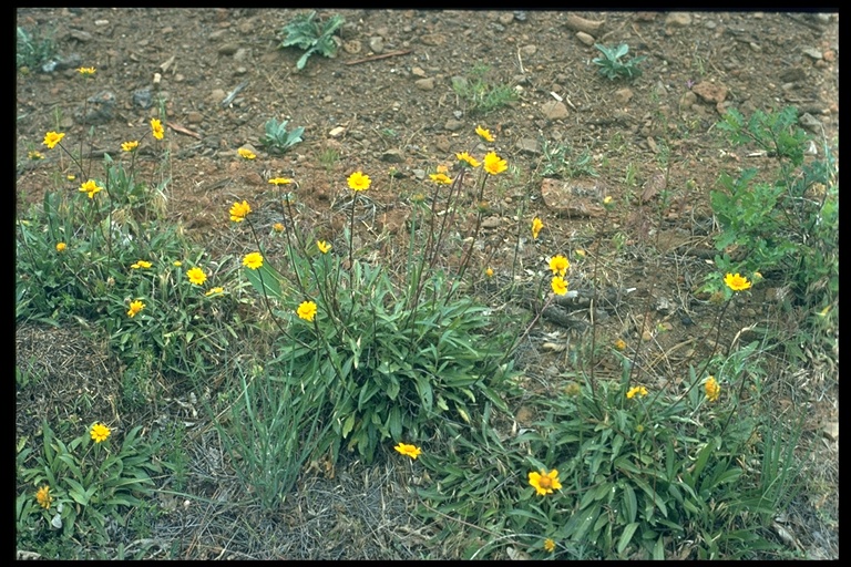 Helianthella californica var. shastensis