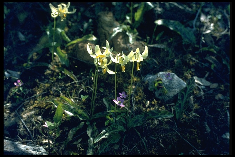 Erythronium californicum