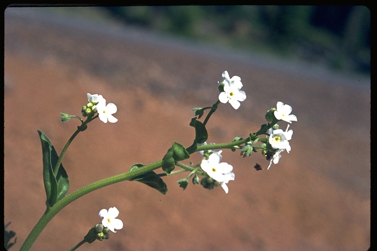 Hackelia californica