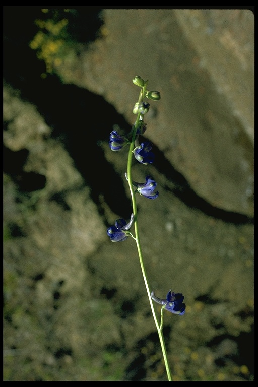 Delphinium uliginosum