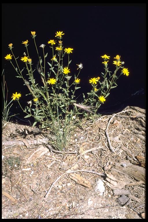 Hulsea brevifolia