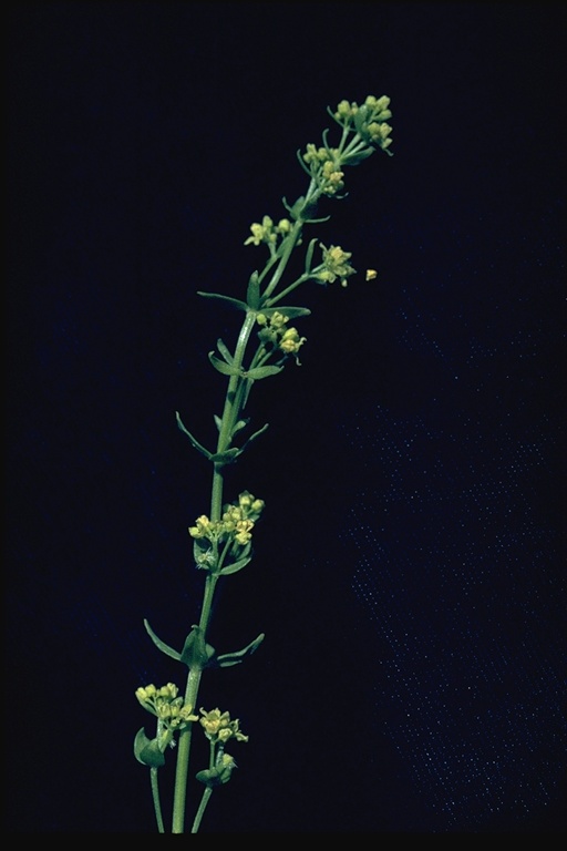 Galium grayanum