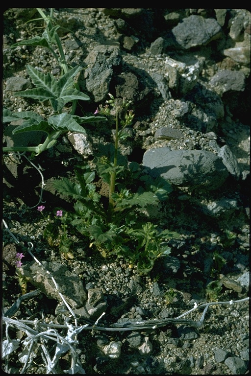 Aliciella latifolia ssp. latifolia