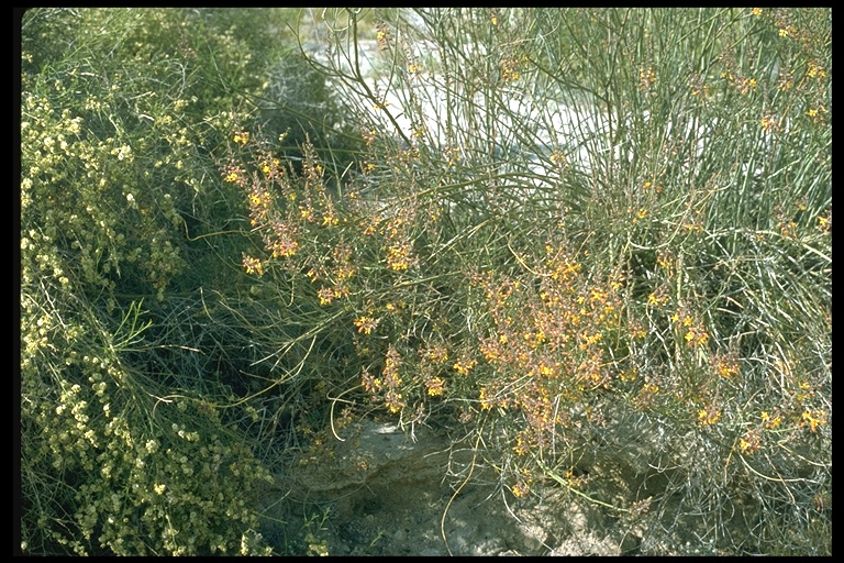 Hoffmannseggia microphylla