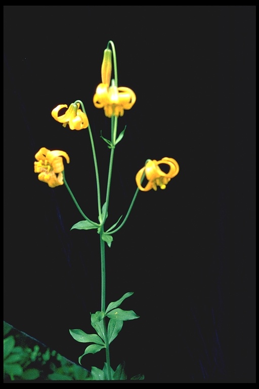 Lilium columbianum
