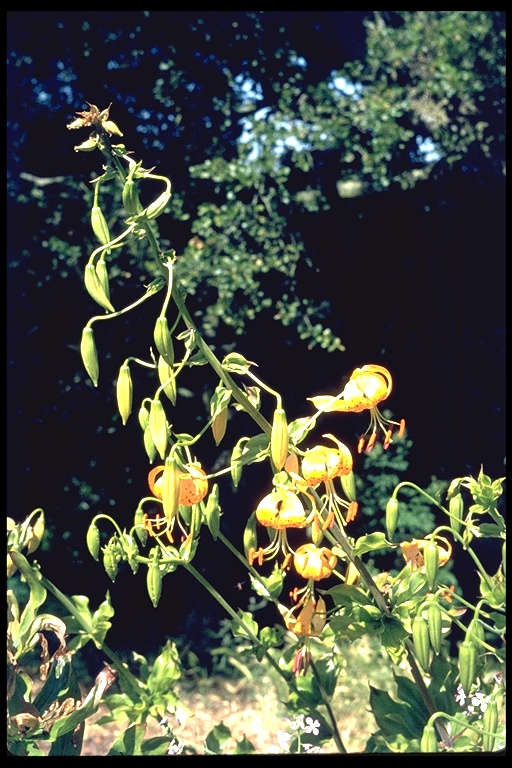Lilium humboldtii ssp. humboldtii