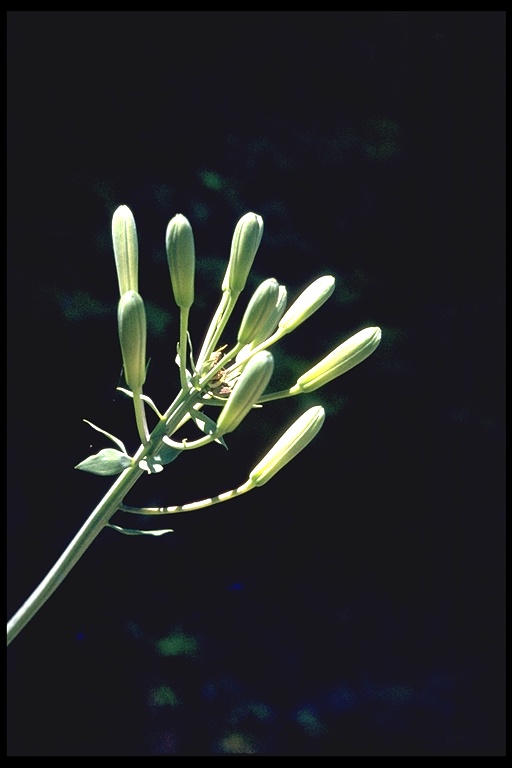 Lilium rubescens