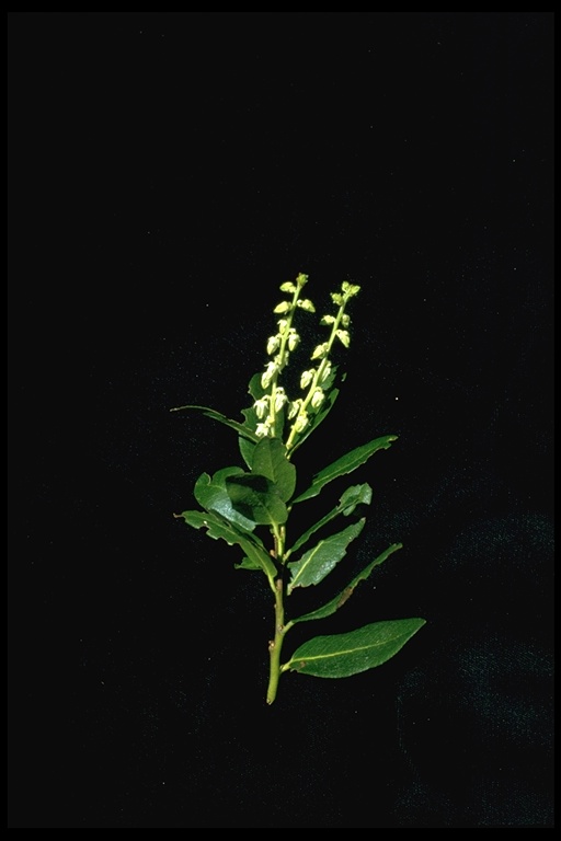 Leucothoe davisiae