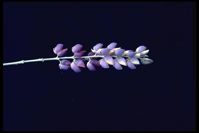 Lupinus albifrons var. collinus