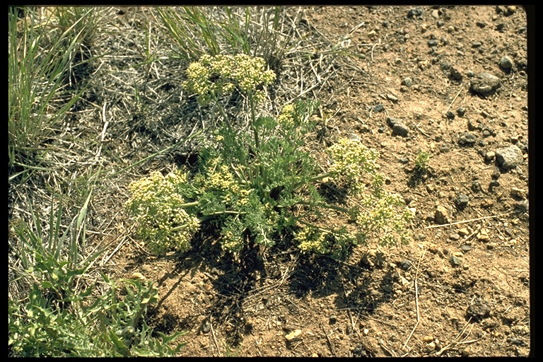 Lomatium canbyi