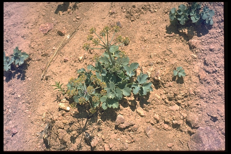 Lomatium repostum