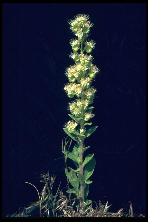 Phacelia heterophylla var. virgata