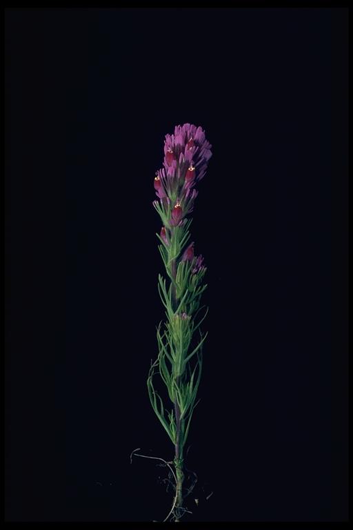 Castilleja densiflora