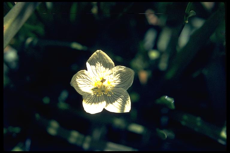 Parnassia palustris