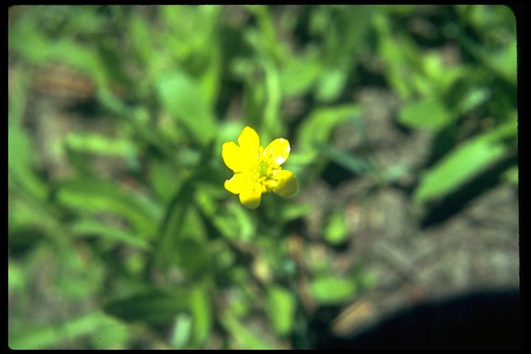 Ranunculus californicus