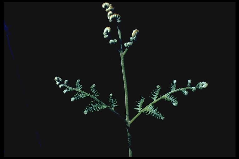 Pteridium aquilinum var. pubescens