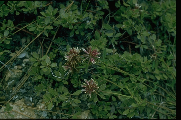 Trifolium longipes ssp. oreganum
