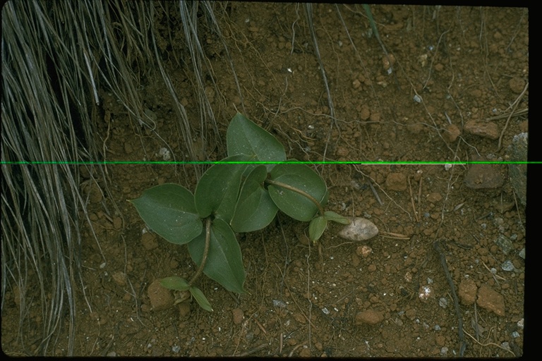 Pseudotrillium rivale