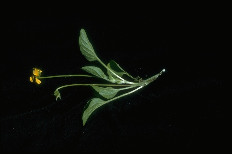 Viola praemorsa ssp. praemorsa