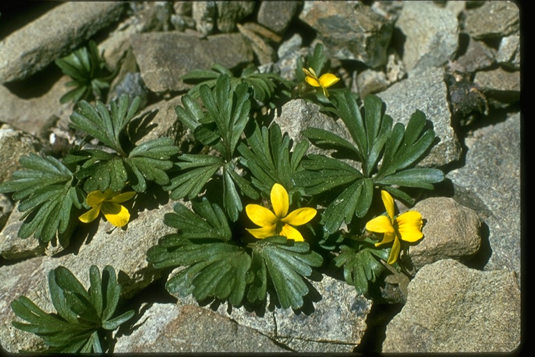 Viola sheltonii