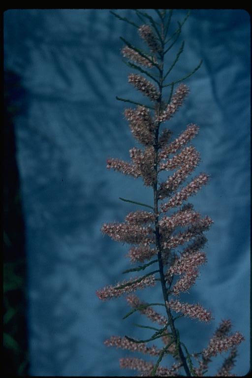 Tamarix gallica
