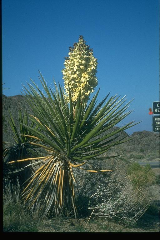 Yucca schidigera