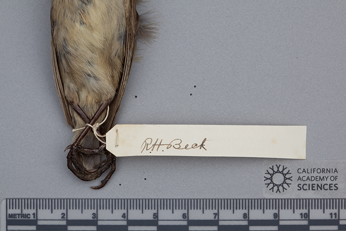 Camarhynchus psittacula affinis