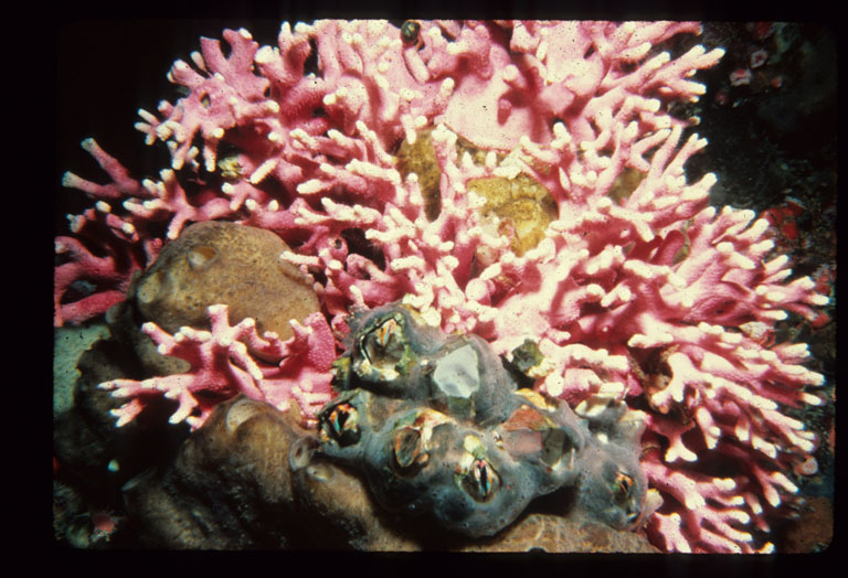 Megabalanus californicus