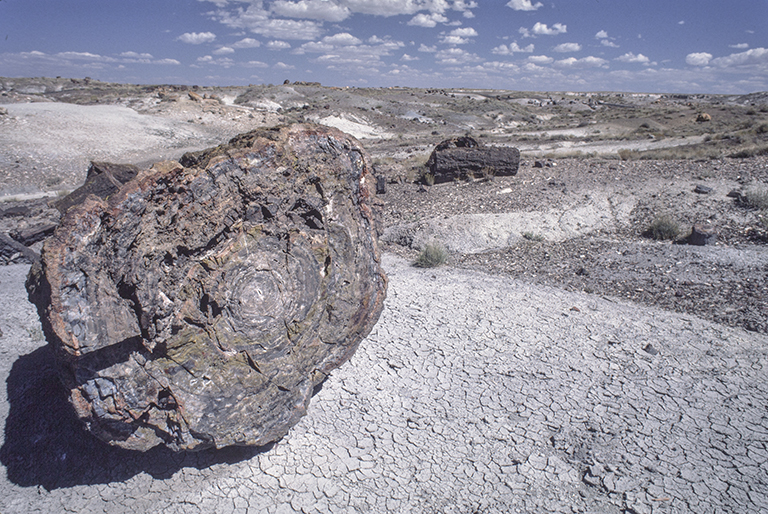 Petrified logs in the Crystal Forest area, Petrified Forest National Park