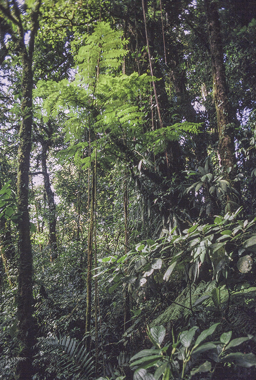 Trees in the Monteverde Cloud Forest, Costa Rica