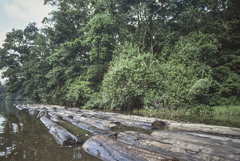 Cut rainforest logs rafted for transportation in Tortuguero, Costa Rica