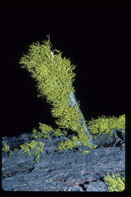 Letharia gracilis image
