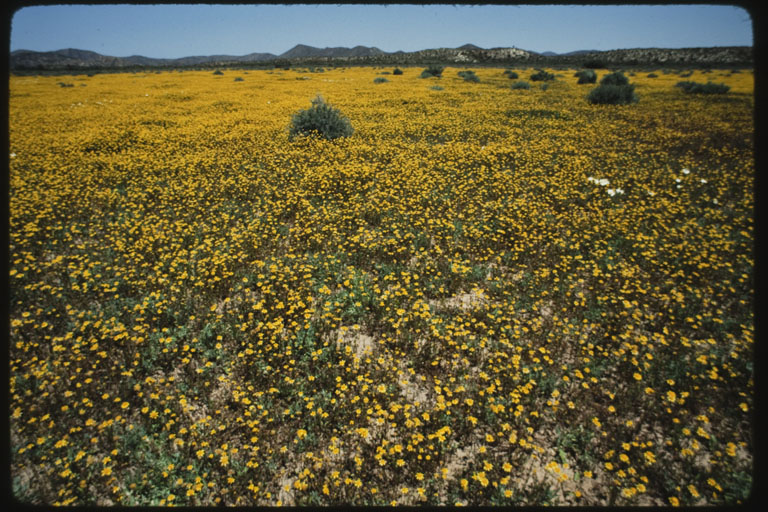 Lasthenia californica