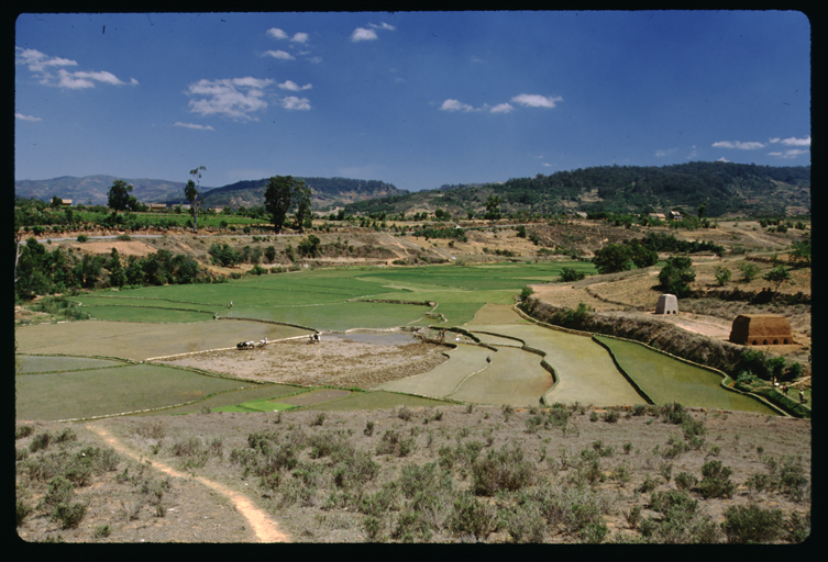 Rice fields near Andrambaky Mountain , Madagascar