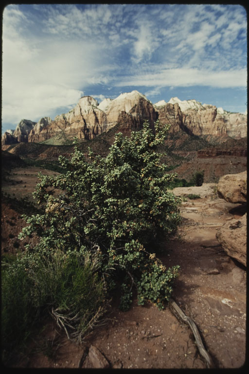 Shepherdia rotundifolia