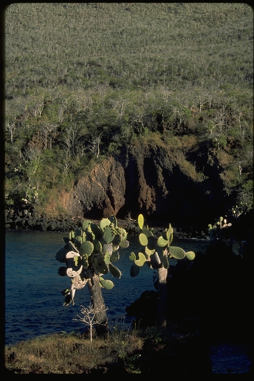 Opuntia galapageia var. profusa