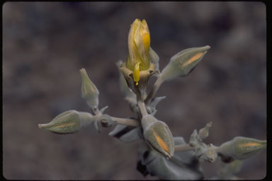 Mentzelia leucophylla image