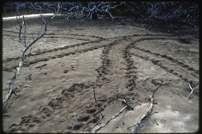Green turtle tracks