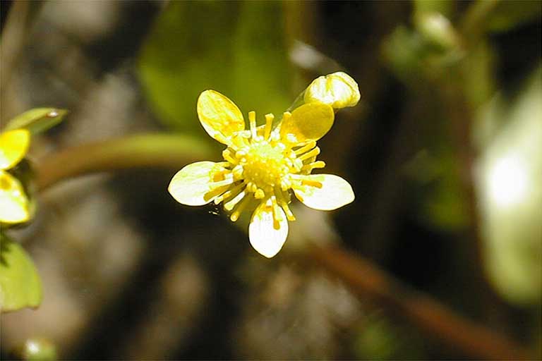 Ranunculus hydrocharoides