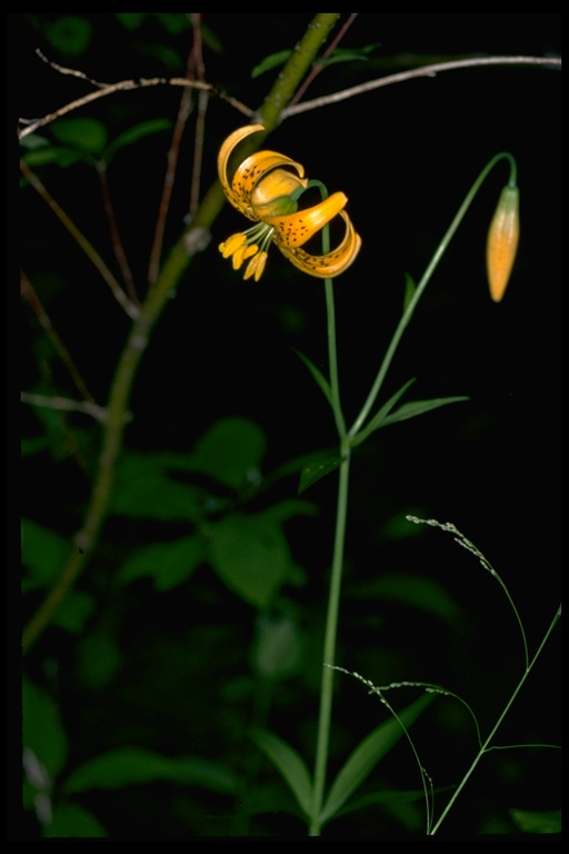 Lilium pardalinum ssp. wigginsii