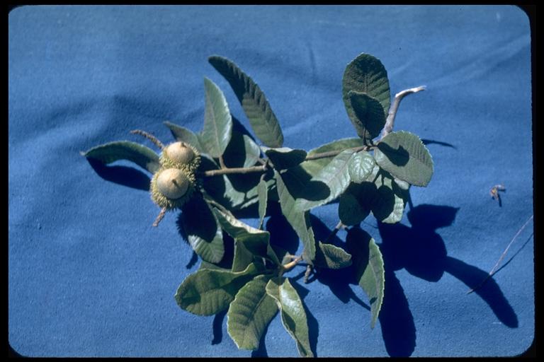 Notholithocarpus densiflorus
