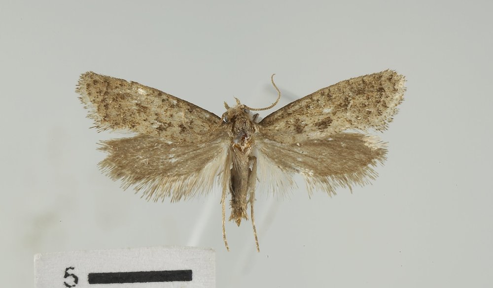 Acrolophus laticapitanus Acrolophus laticapitanus