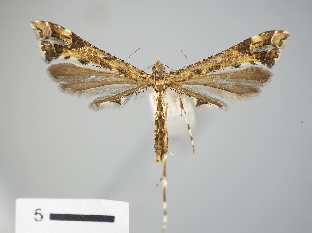 Amblyptilia pica Amblyptilia pica