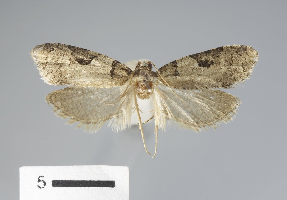 Anopina eleonora Anopina eleonora
