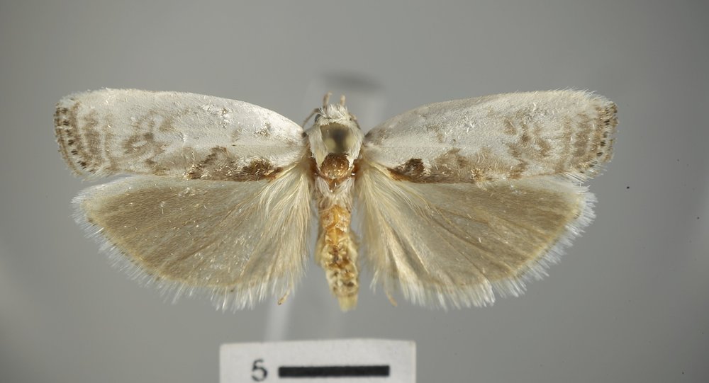 Antaeotricha lindseyi Antaeotricha lindseyi