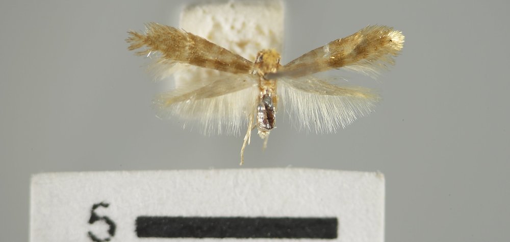 Argyresthia trifasciae Argyresthia trifasciae