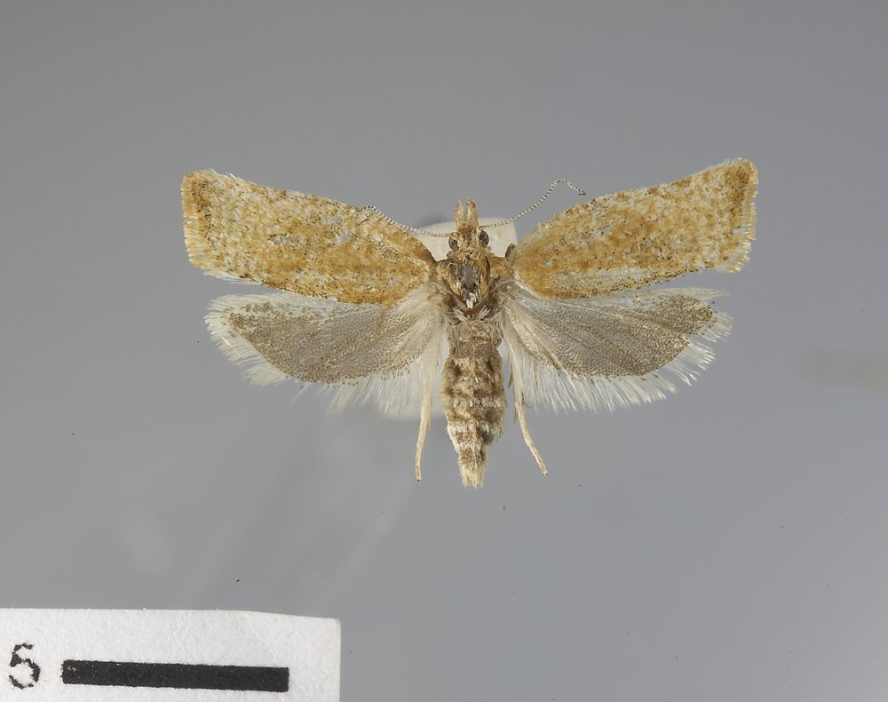 Argyrotaenia franciscana race insulana Argyrotaenia franciscana race insulana