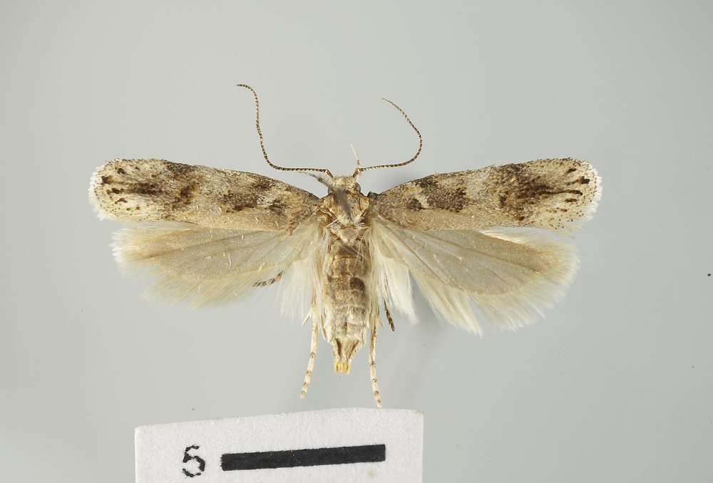 Aroga trachycosma Aroga trachycosma