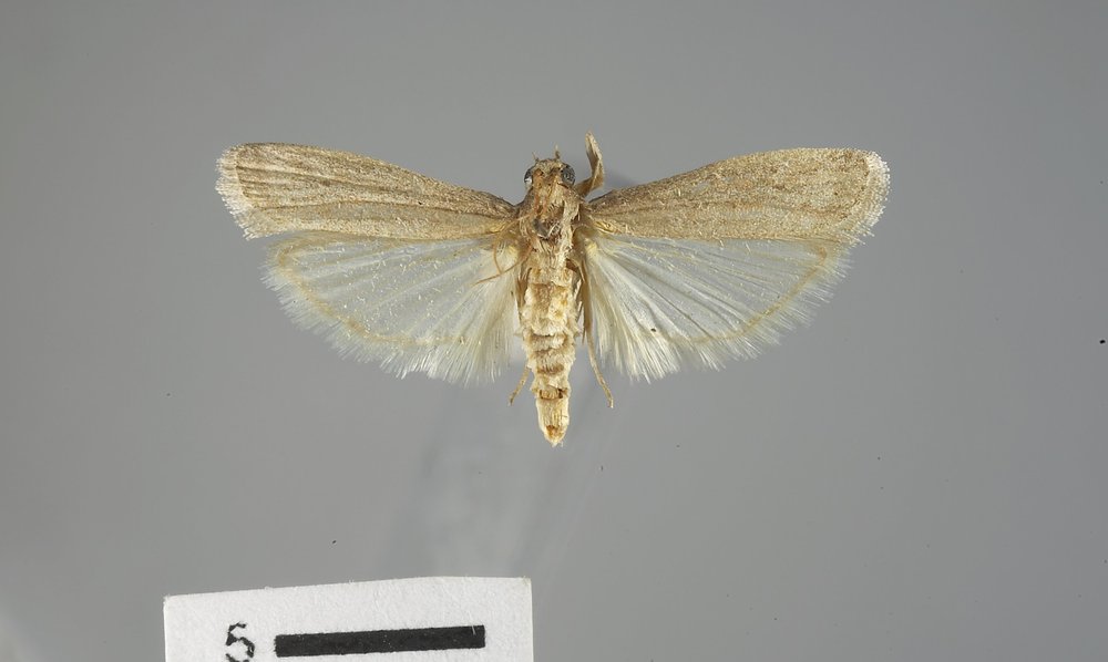 Cadra figulilella Cadra figulilella